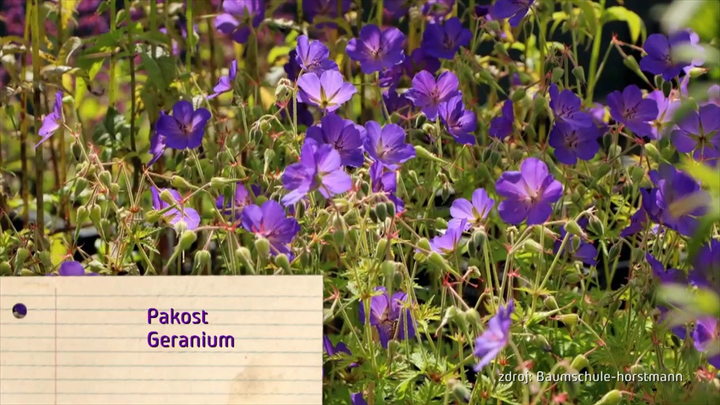 Nova zahrada - tienista zahrada